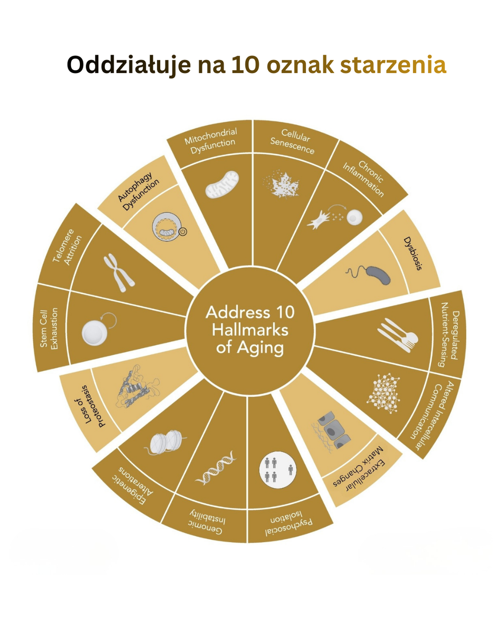 EPIGEN12 odnowienie komórkowe